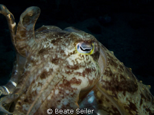 Cuttlefish , taken with Caonon G10 and UCL165 by Beate Seiler 